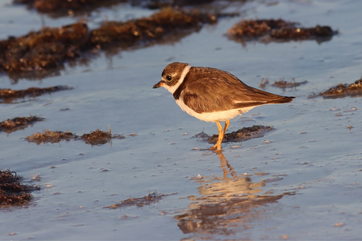 Semipalmated Plover - ML617446201