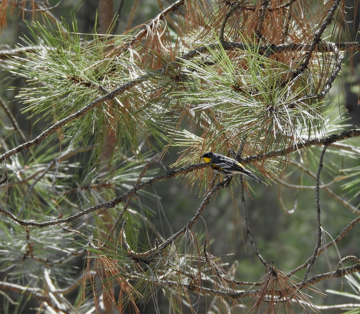 Yellow-rumped Warbler (Audubon's) - ML617446311