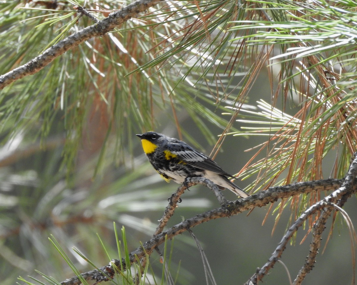 Yellow-rumped Warbler (Audubon's) - ML617446312