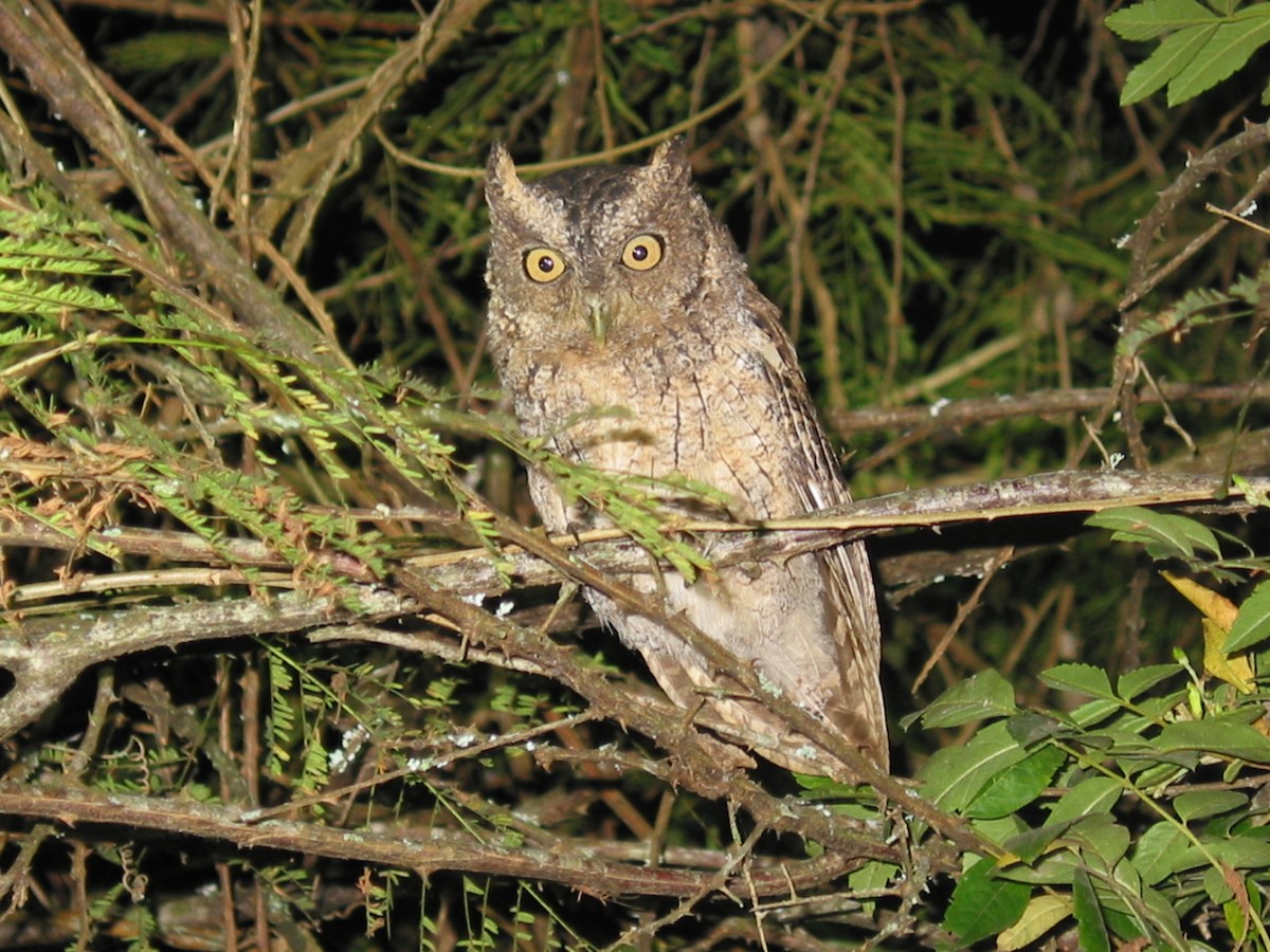 Peruvian Screech-Owl - Francisco Sornoza