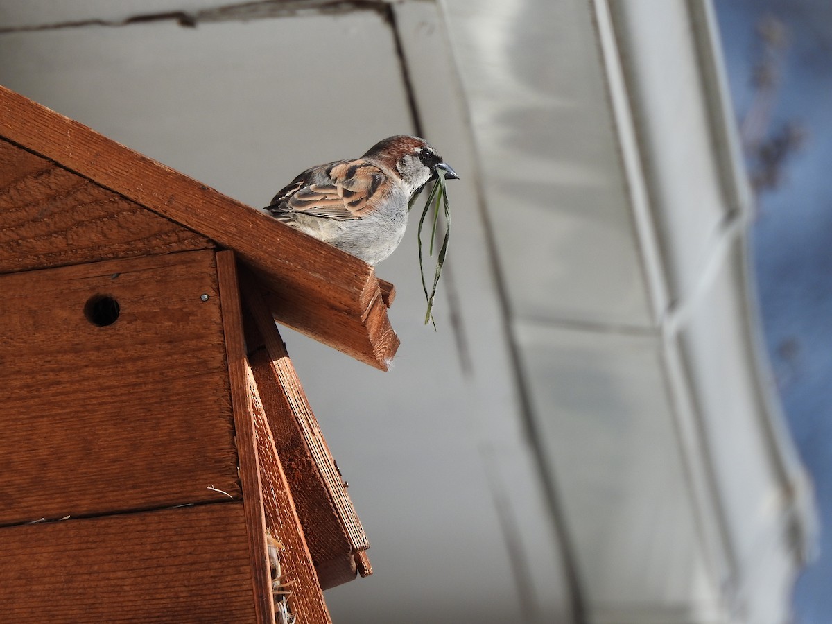 House Sparrow - ML617446408