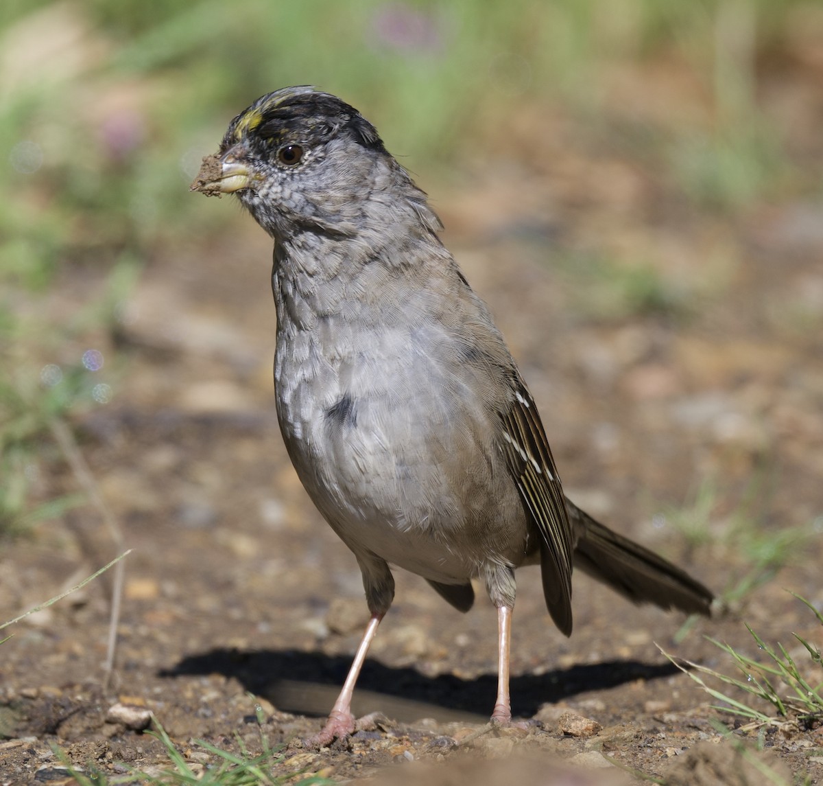 Golden-crowned Sparrow - ML617446468