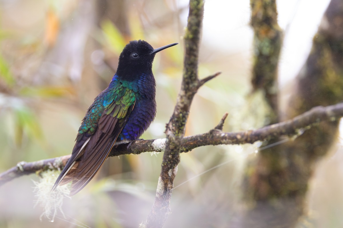 kolibřík hyacintový - ML617446515