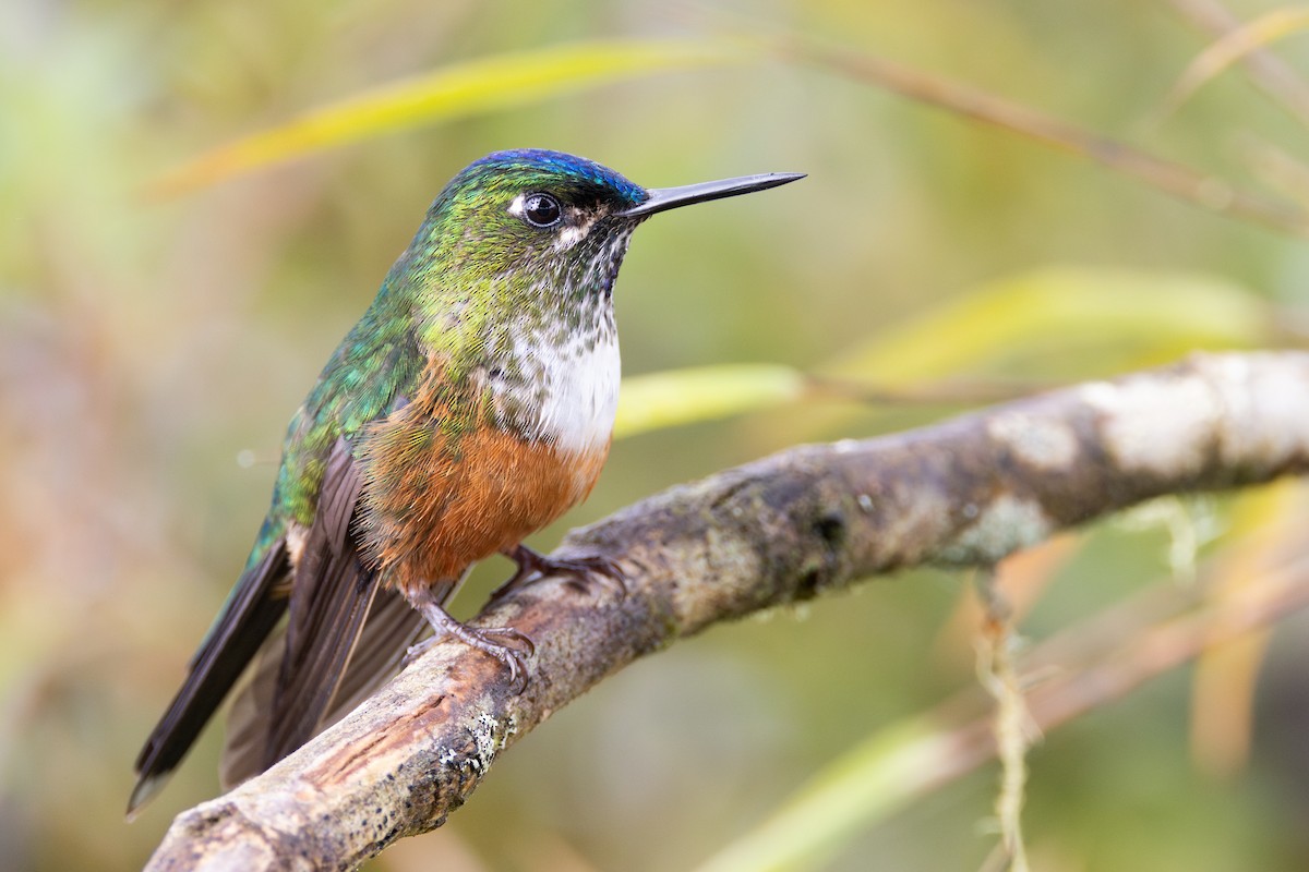 Violet-tailed Sylph - ML617446551