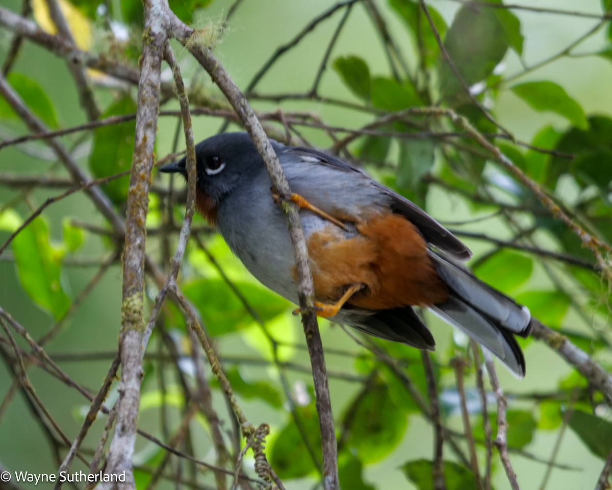 Rufous-throated Solitaire - ML617446668