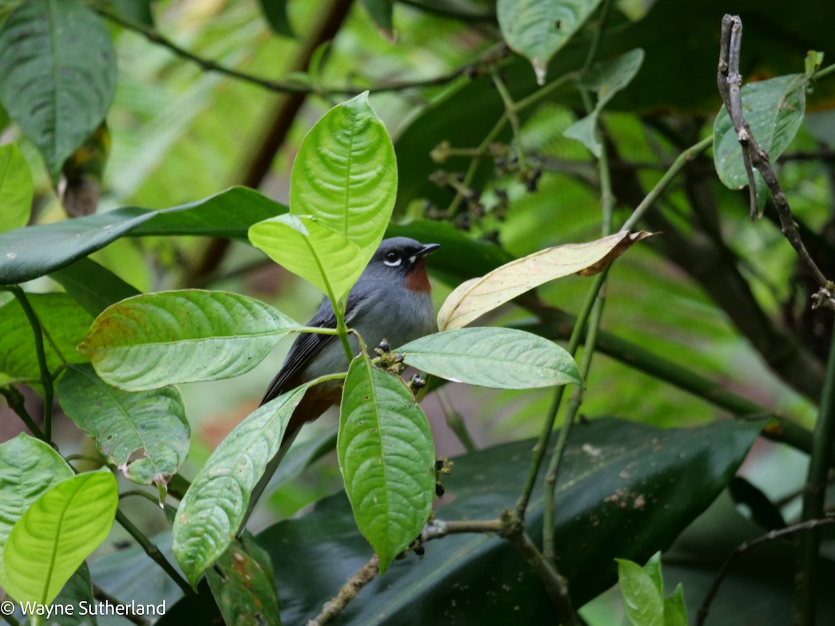 Rufous-throated Solitaire - ML617446669