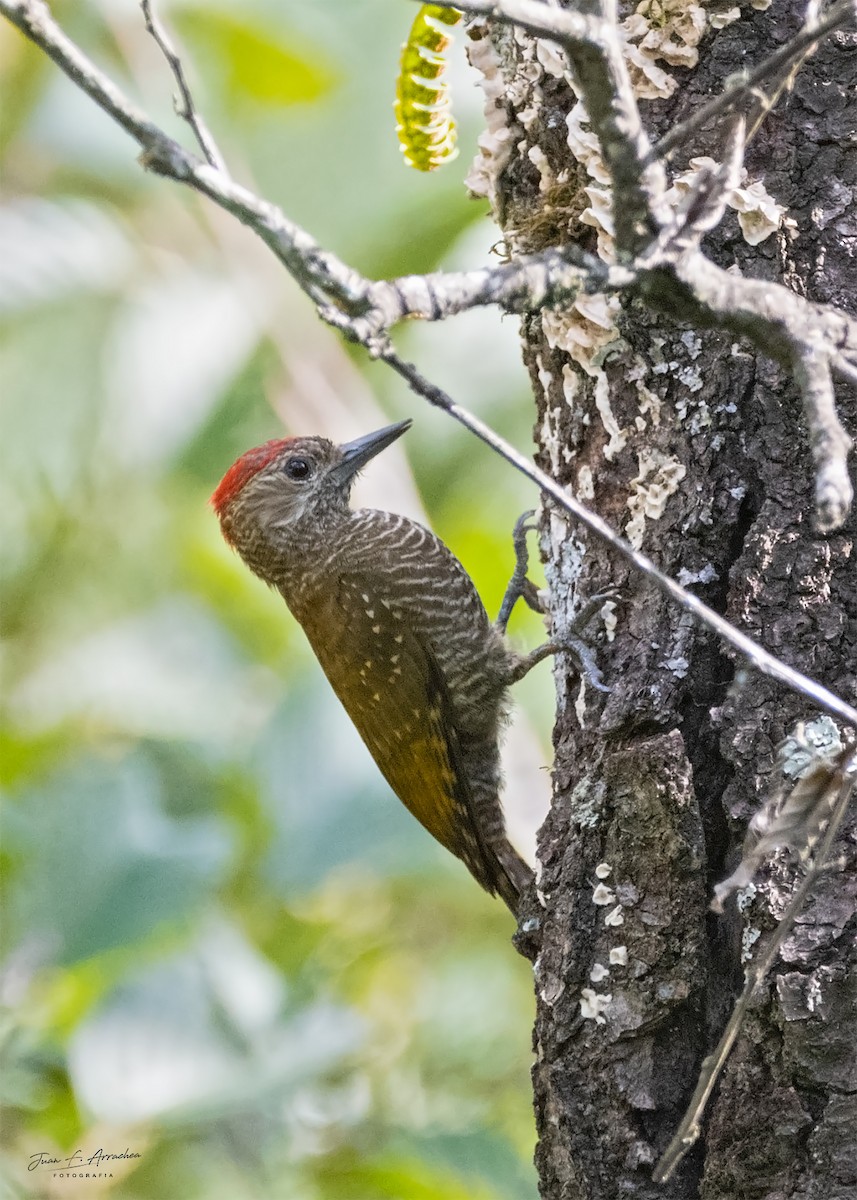 Dot-fronted Woodpecker - ML617446833