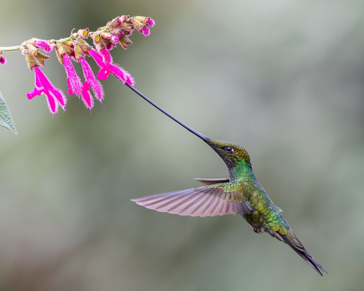 Sword-billed Hummingbird - ML617446938