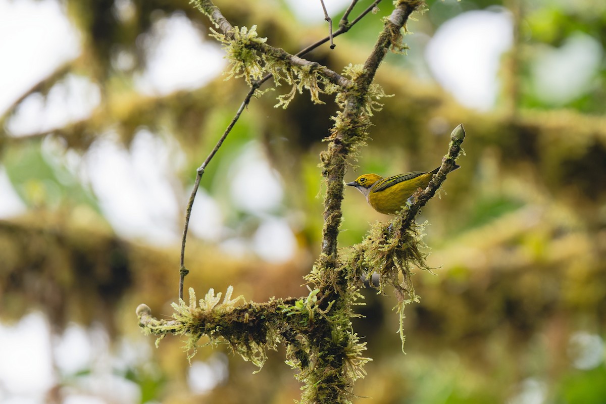 Silver-throated Tanager - ML617446977