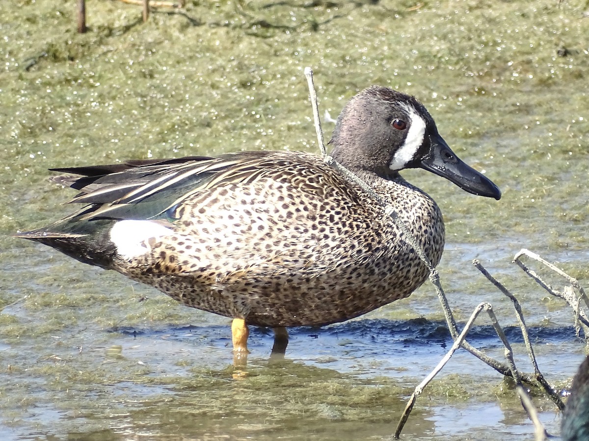 Blue-winged Teal - ML617446998