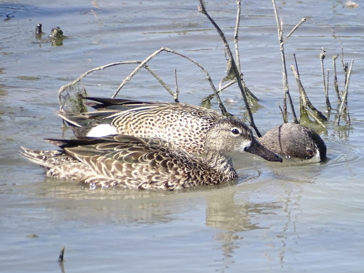 Blue-winged Teal - ML617447014
