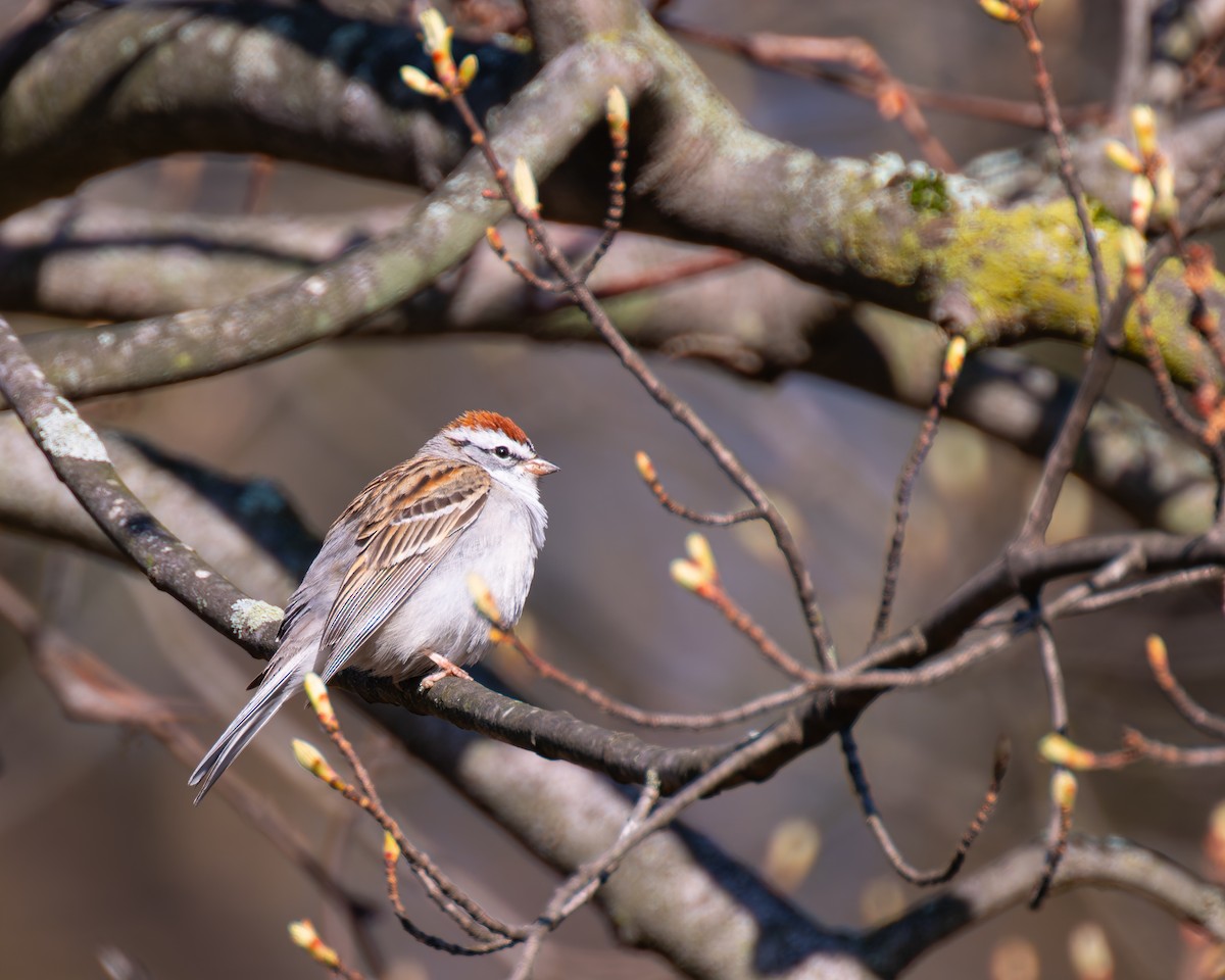 Chipping Sparrow - ML617447064