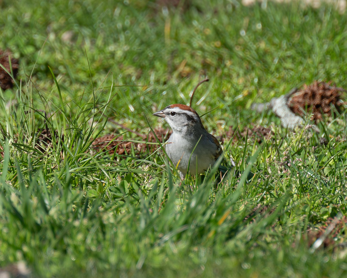 Chipping Sparrow - ML617447065