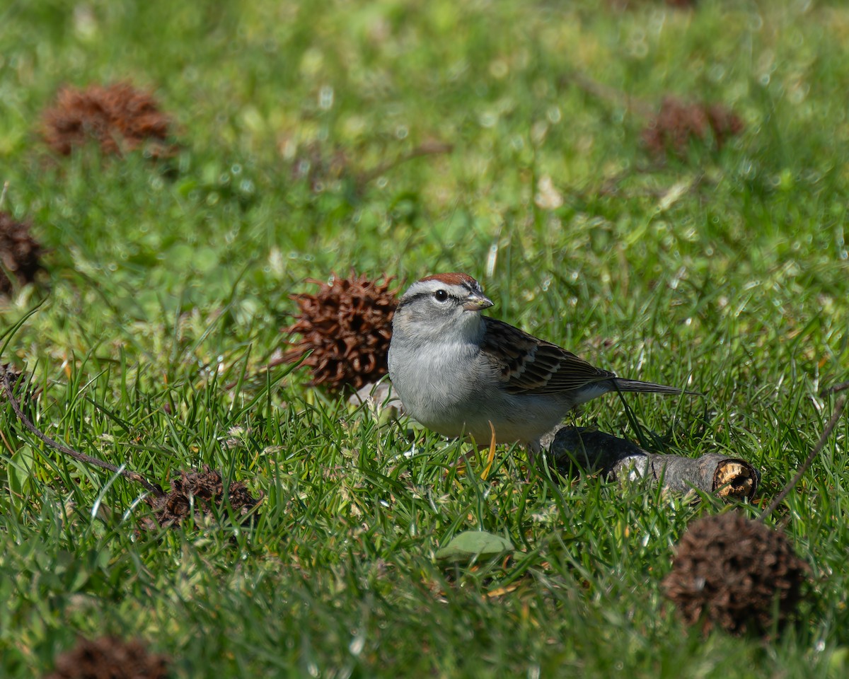 Chipping Sparrow - ML617447066