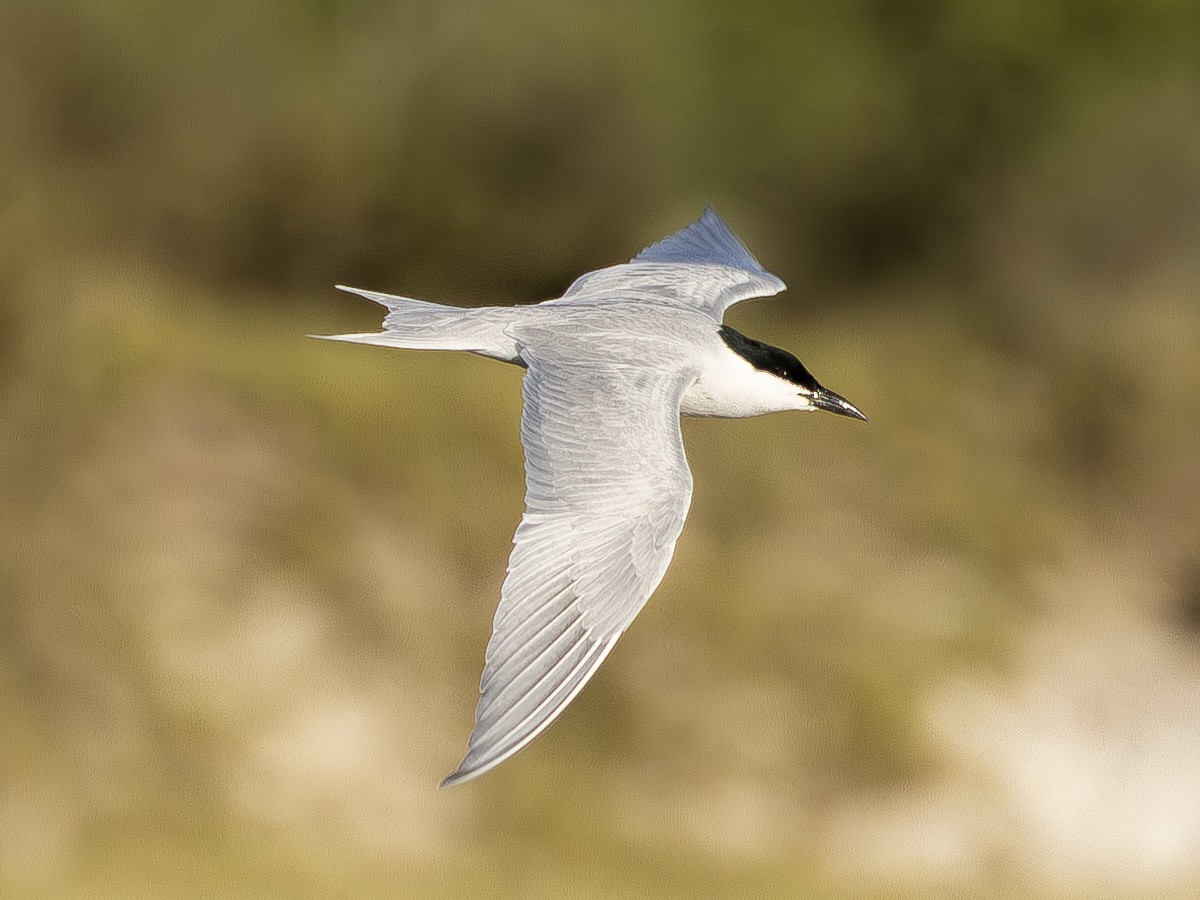 Gull-billed Tern - Peter Kondrashov