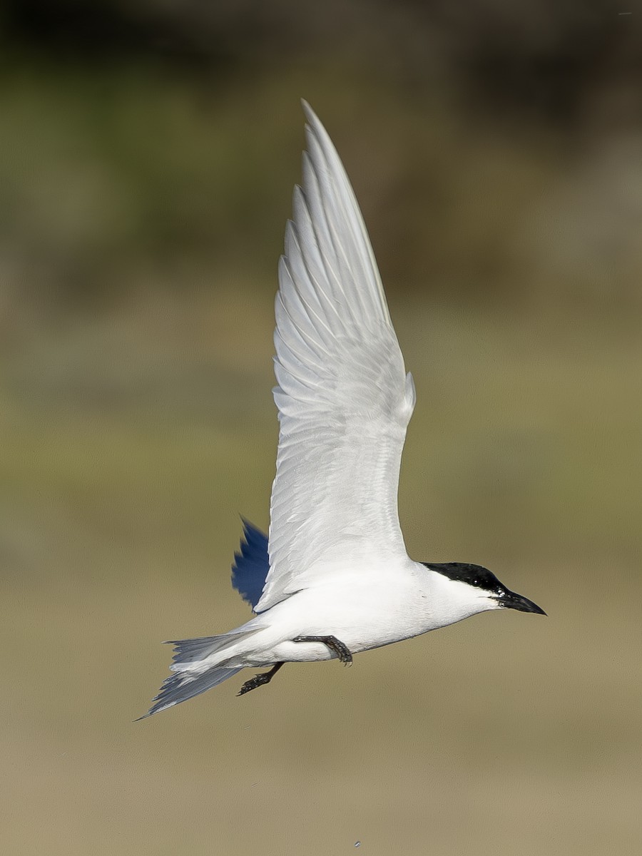 Gull-billed Tern - ML617447076