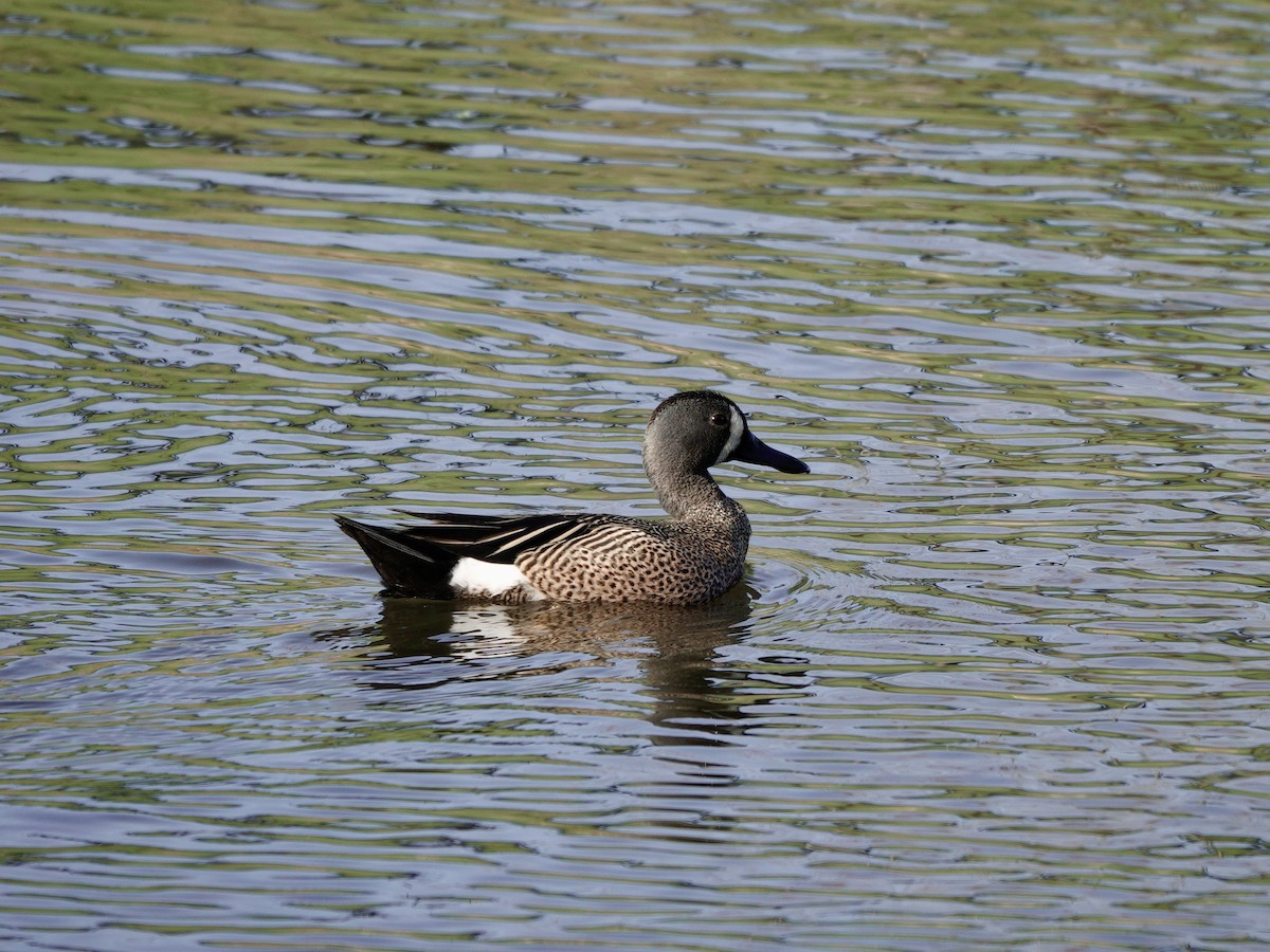 Blue-winged Teal - ML617447110