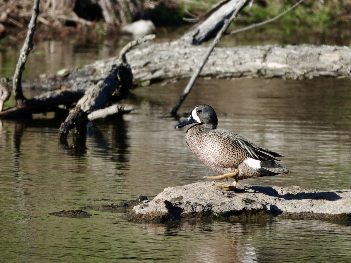 Blue-winged Teal - ML617447113