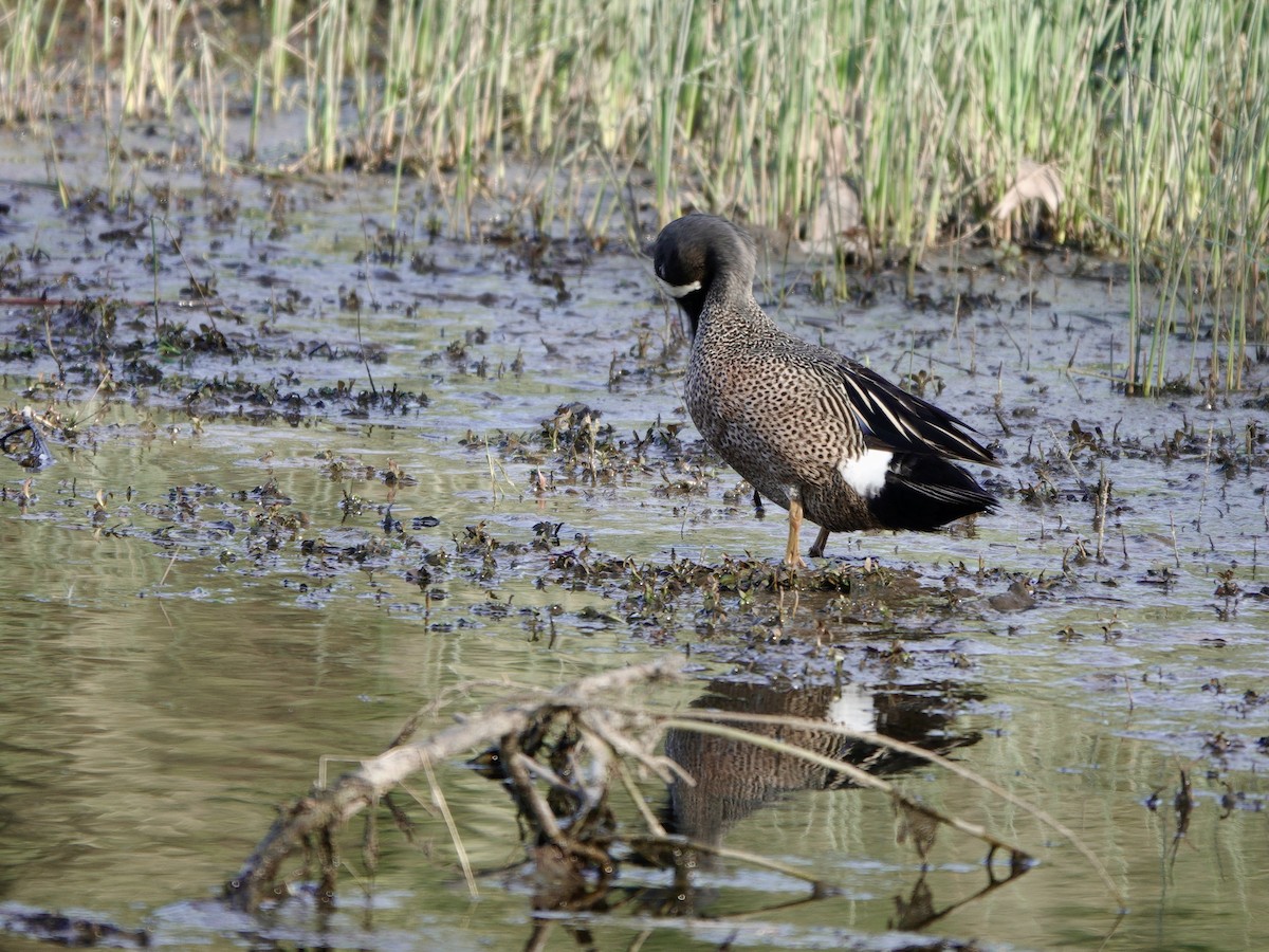 Blue-winged Teal - ML617447116