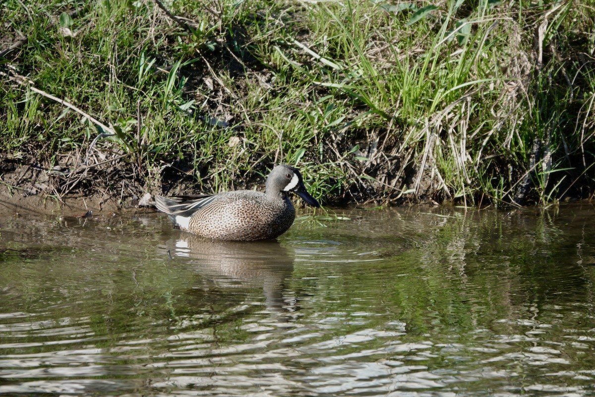 Blue-winged Teal - ML617447118