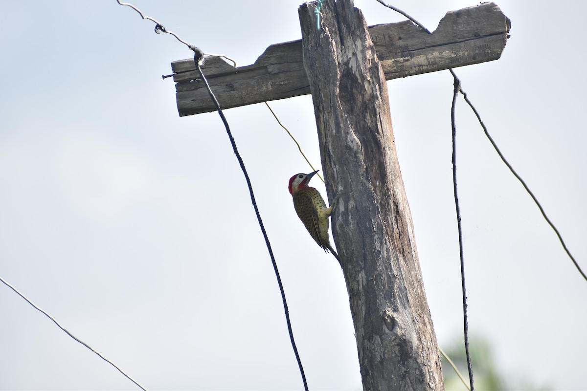 Spot-breasted Woodpecker - ML617447135