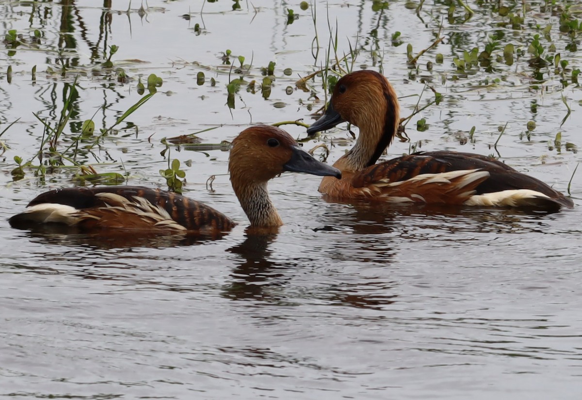 Fulvous Whistling-Duck - ML617447202