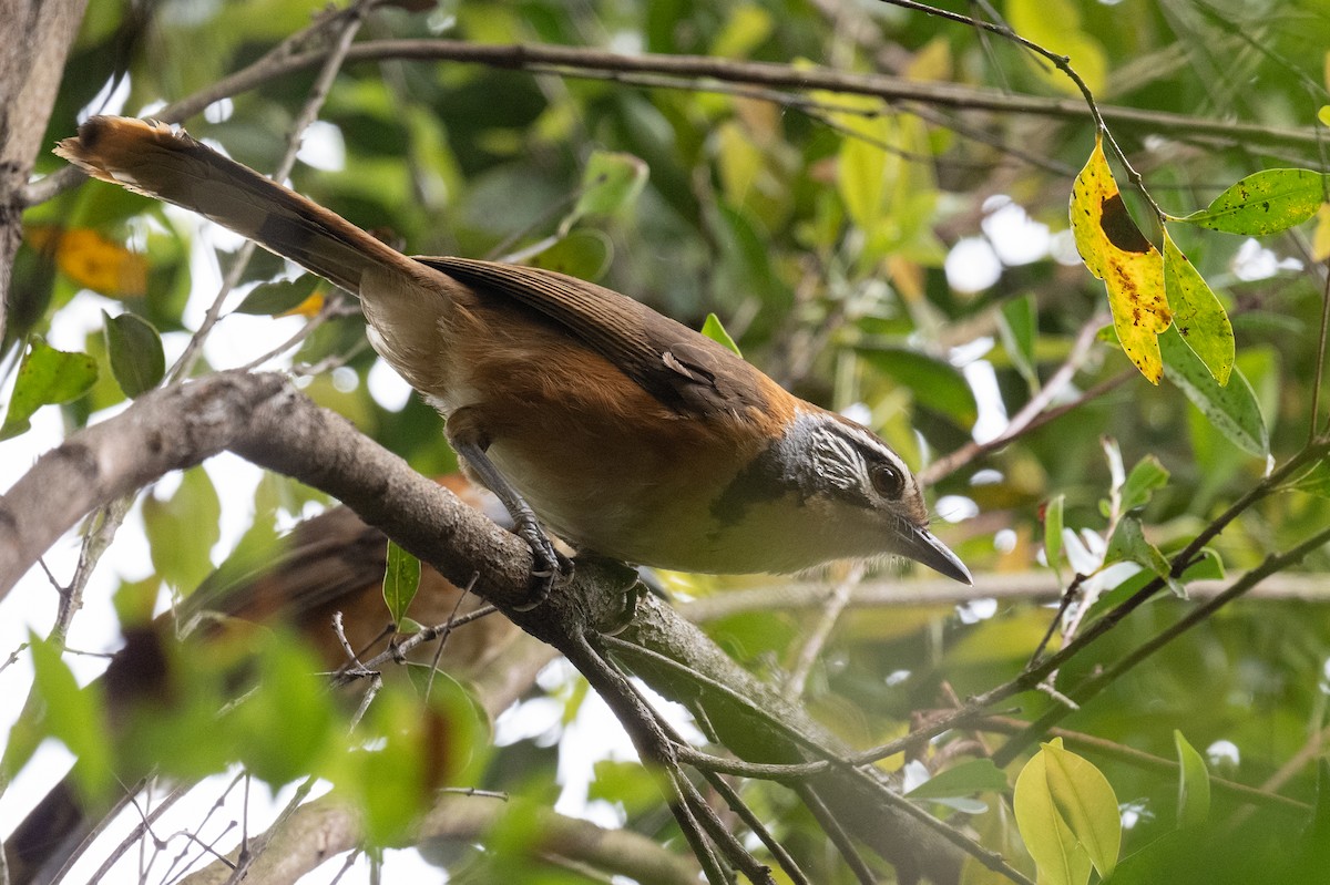 Greater Necklaced Laughingthrush - ML617447225