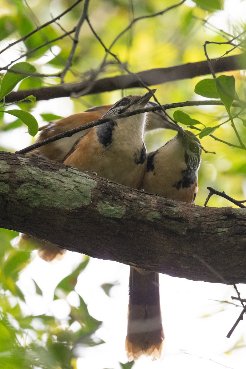 Greater Necklaced Laughingthrush - ML617447227