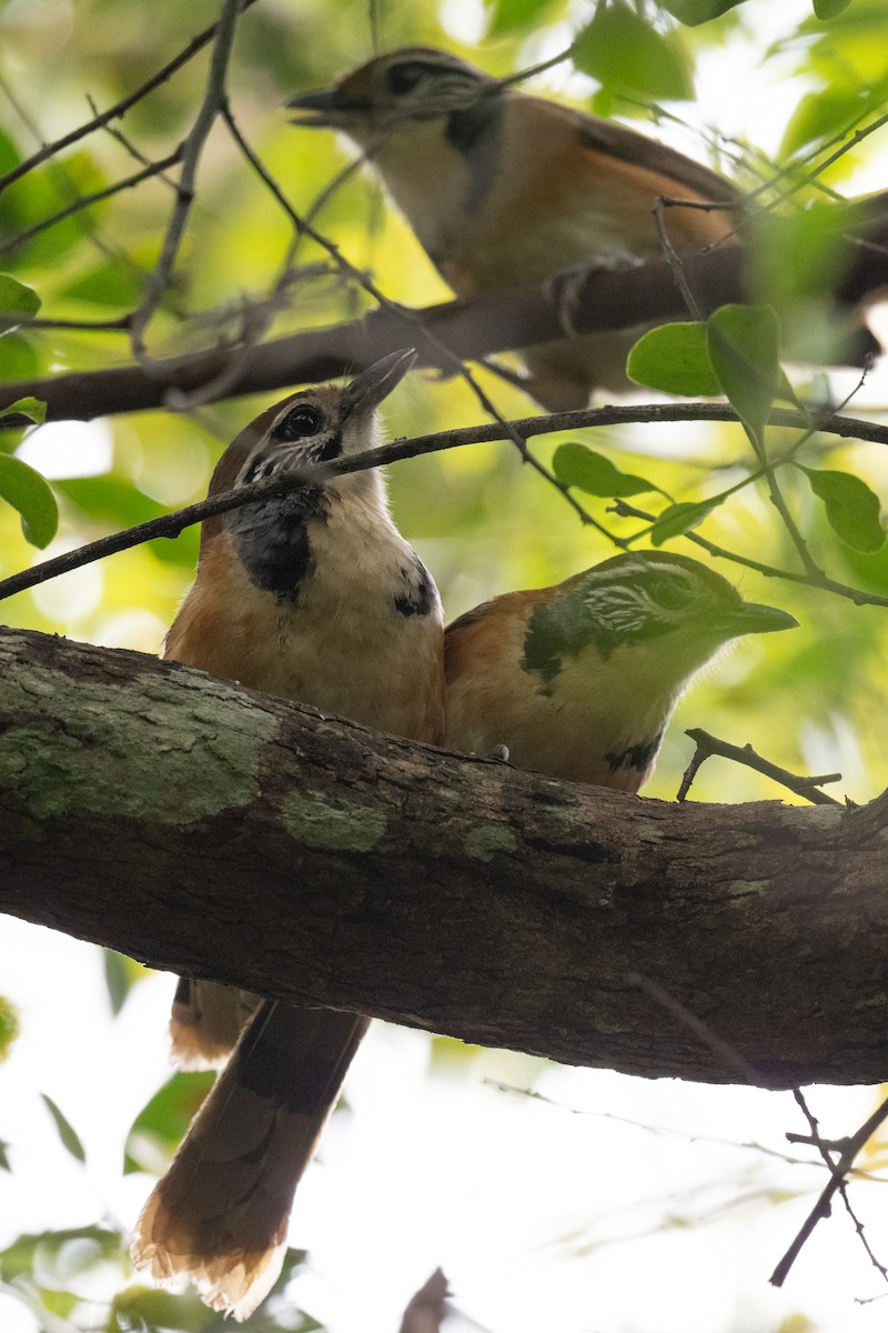 Greater Necklaced Laughingthrush - ML617447229