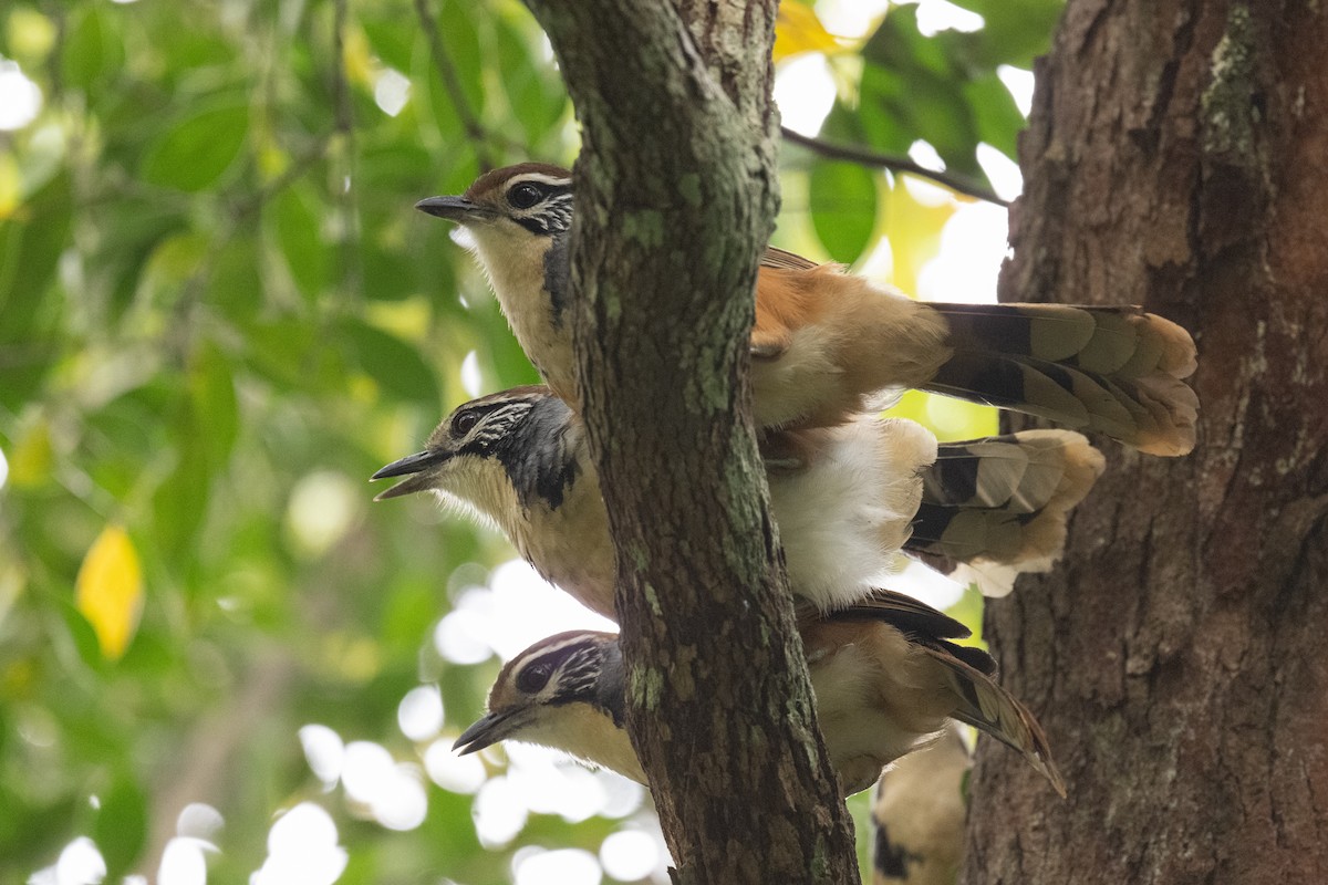 Greater Necklaced Laughingthrush - ML617447232