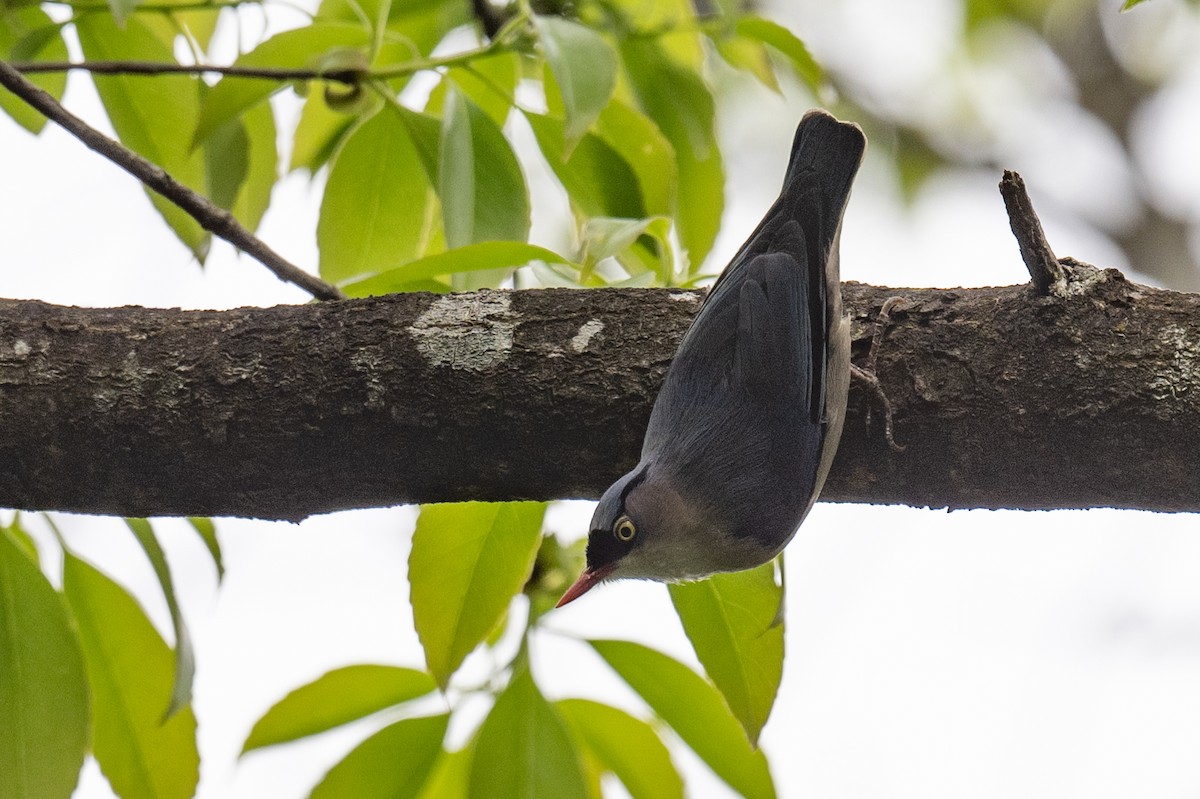 Velvet-fronted Nuthatch - ML617447254