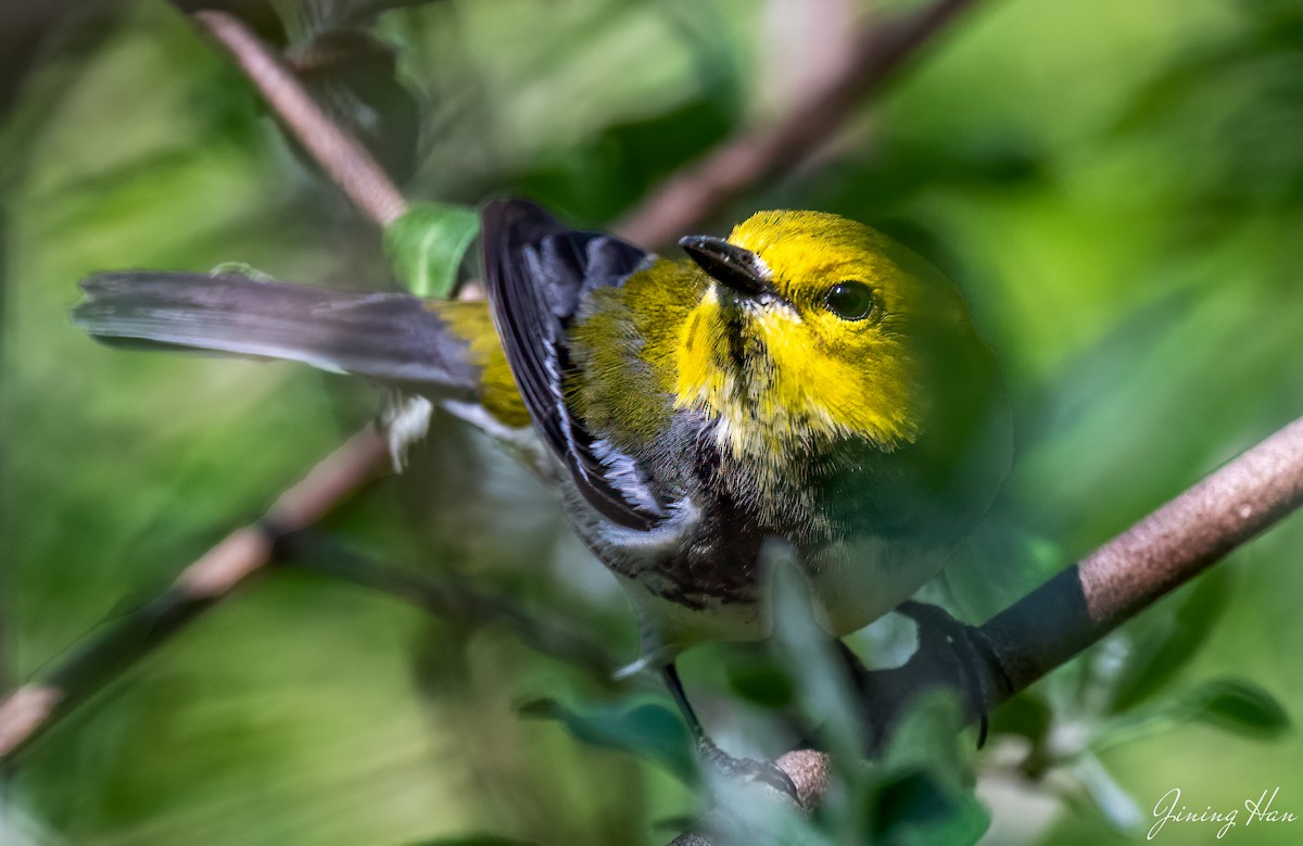Black-throated Green Warbler - Jining Han