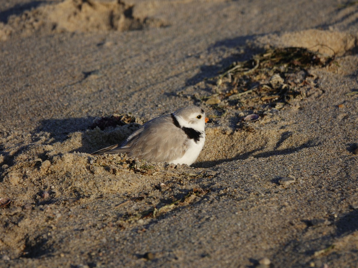 Piping Plover - ML617447294