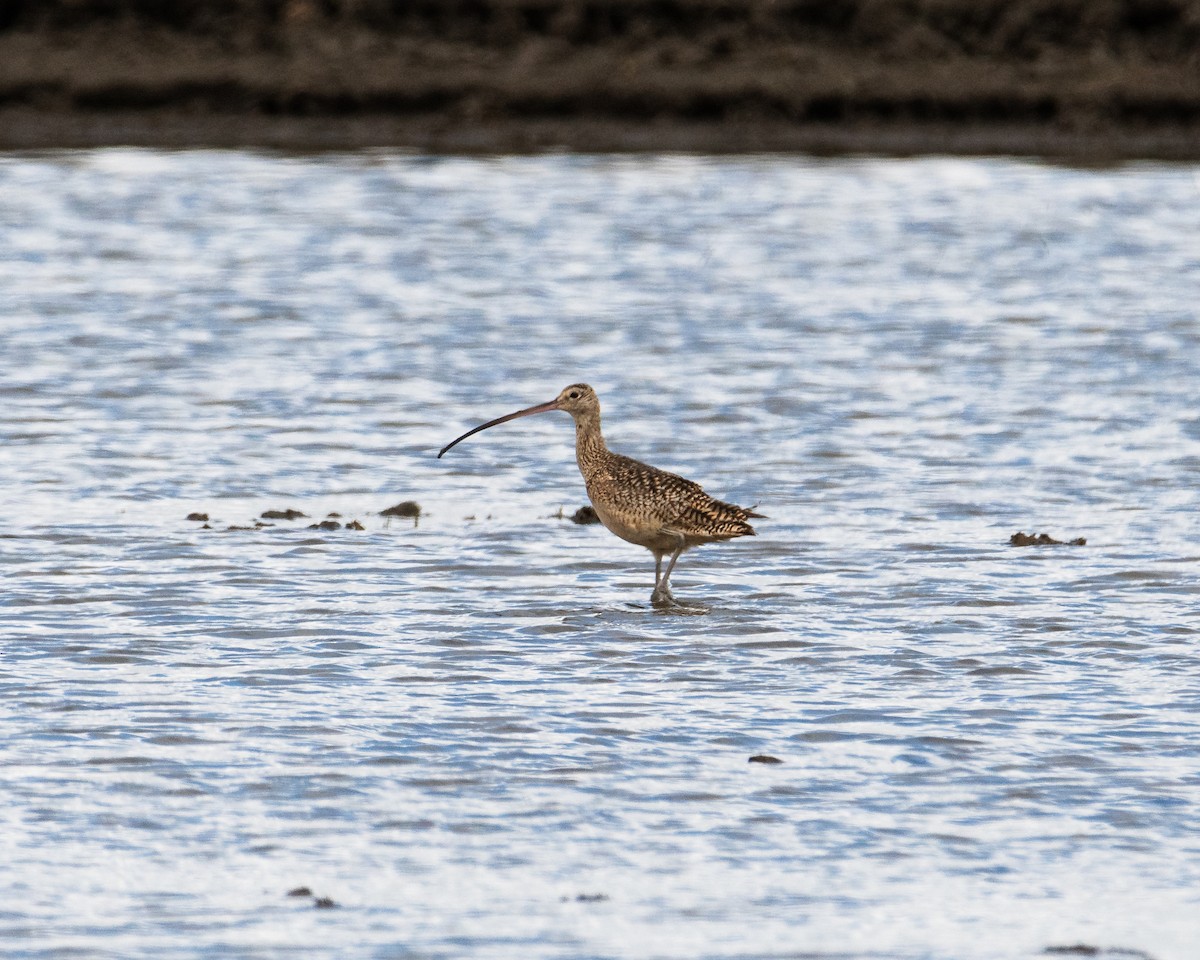 Long-billed Curlew - ML617447296