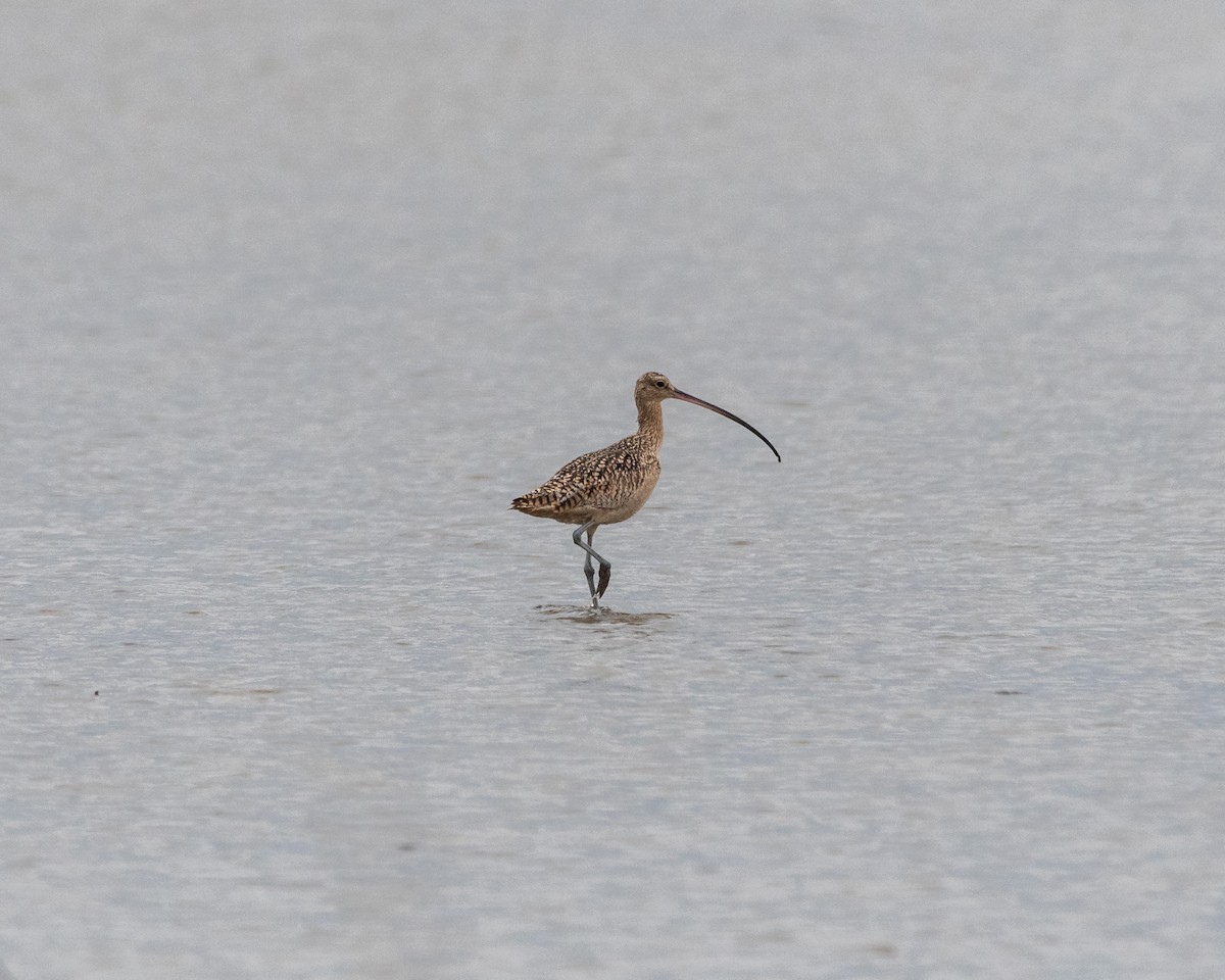 Long-billed Curlew - ML617447297