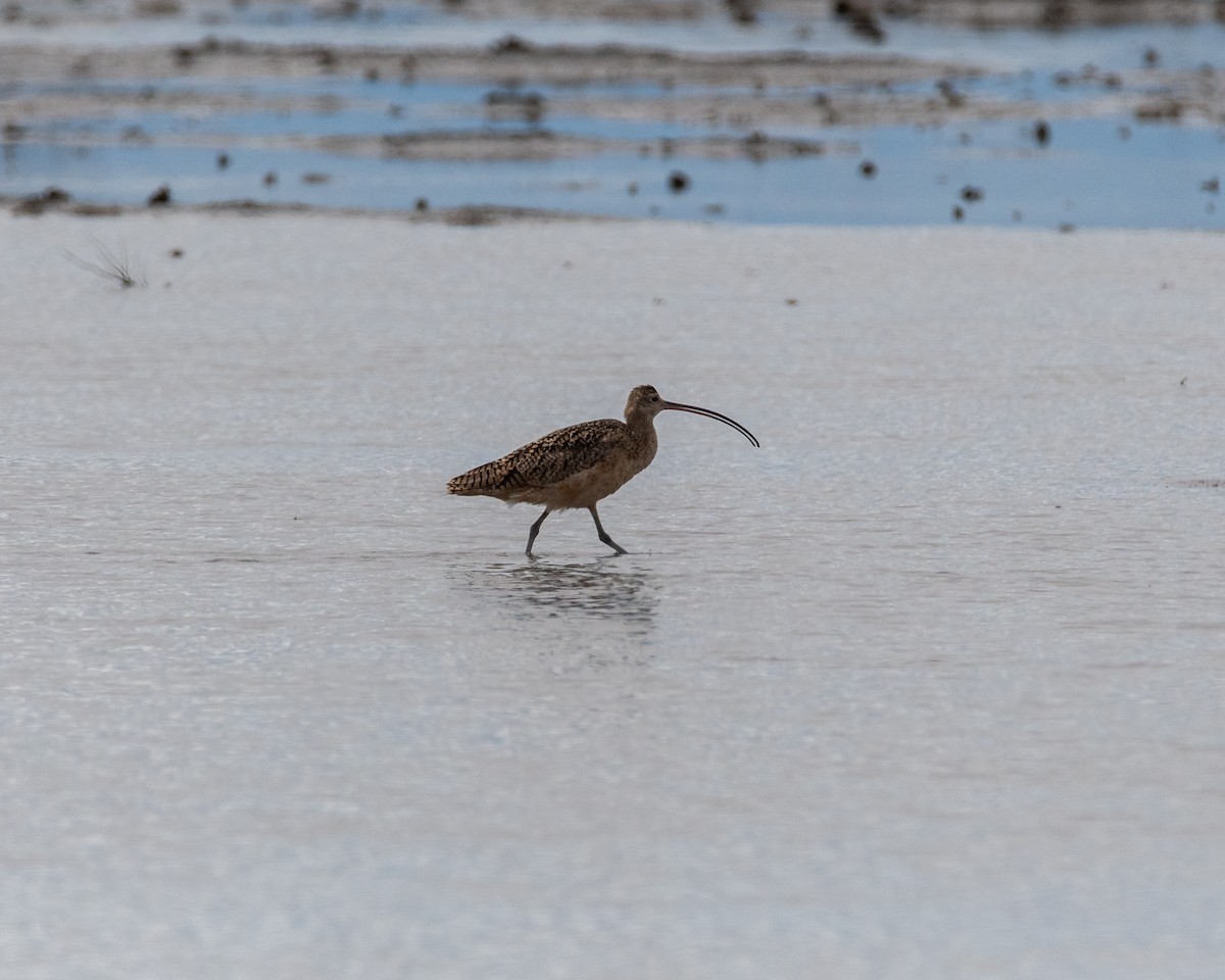Long-billed Curlew - ML617447298