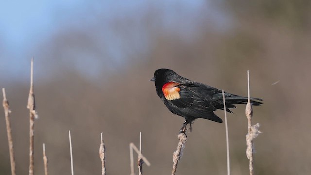 Red-winged Blackbird - ML617447334