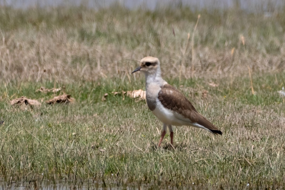 Andean Lapwing - ML617447336