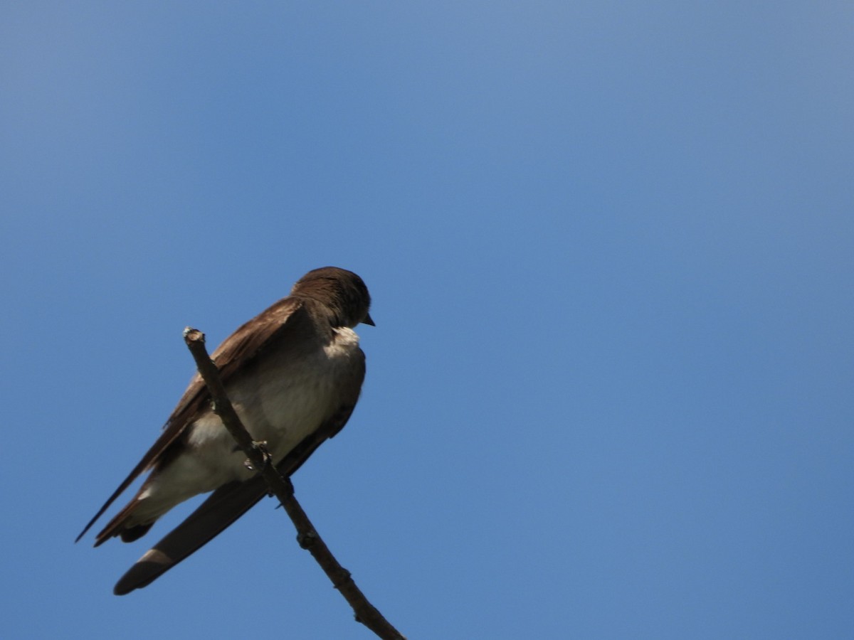 Northern Rough-winged Swallow - ML617447406