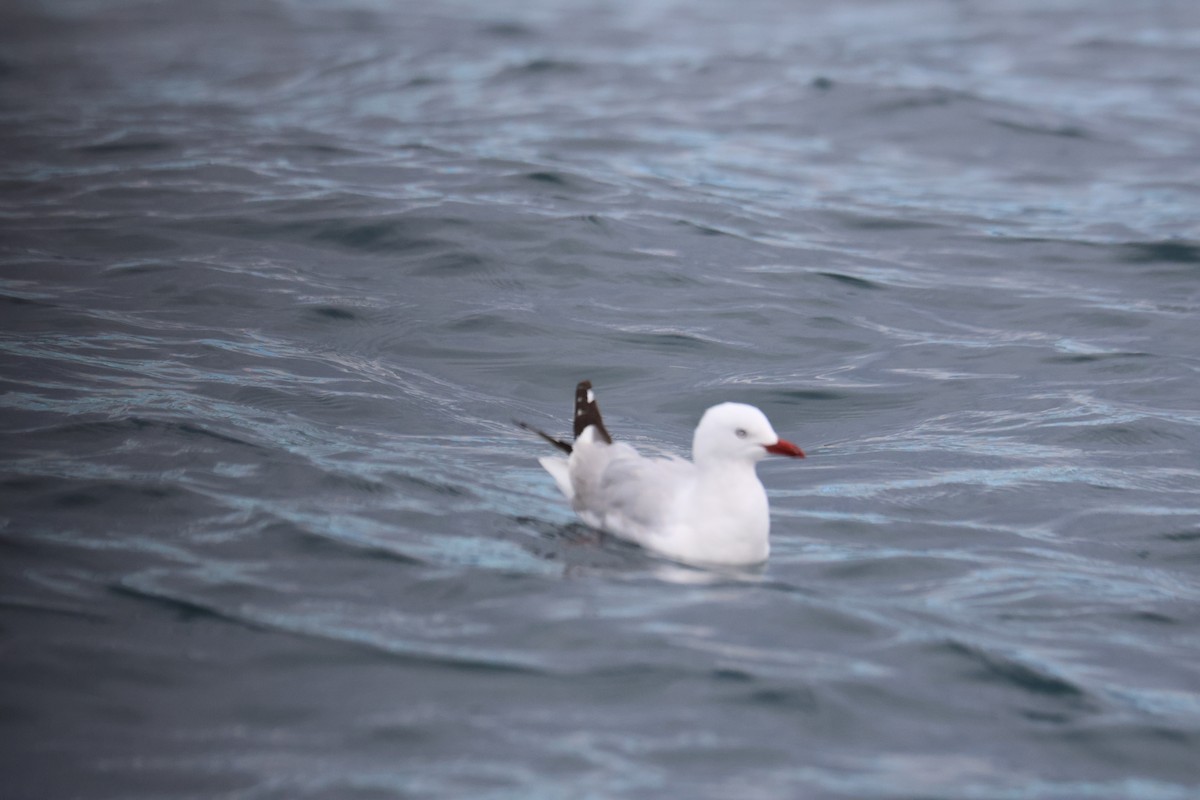 Silver Gull (Red-billed) - Leith Woodall