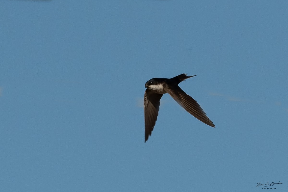 Blue-and-white Swallow - Juan Francisco Arrachea