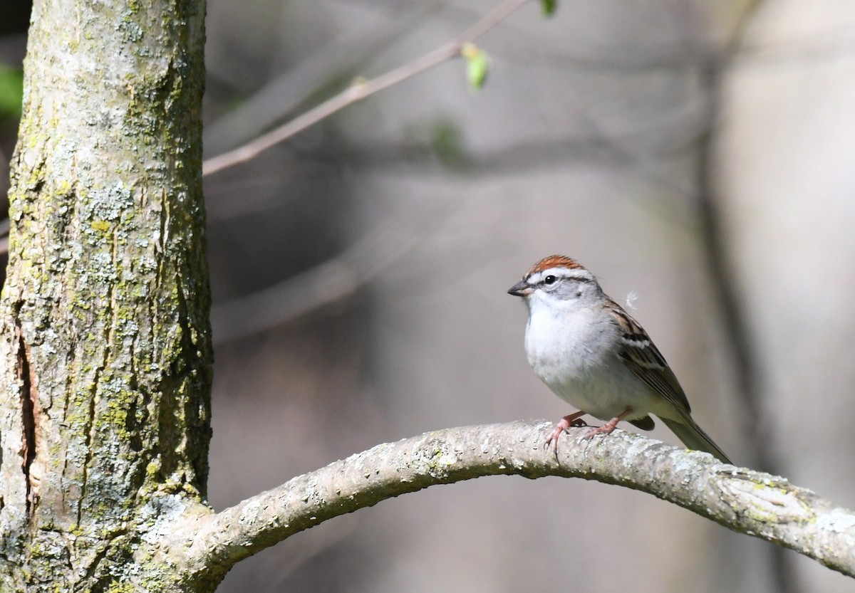 Chipping Sparrow - ML617447466