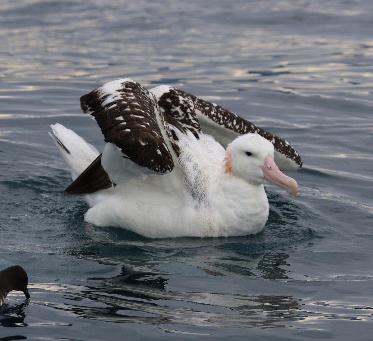 Antipodean Albatross (Gibson's) - Leith Woodall