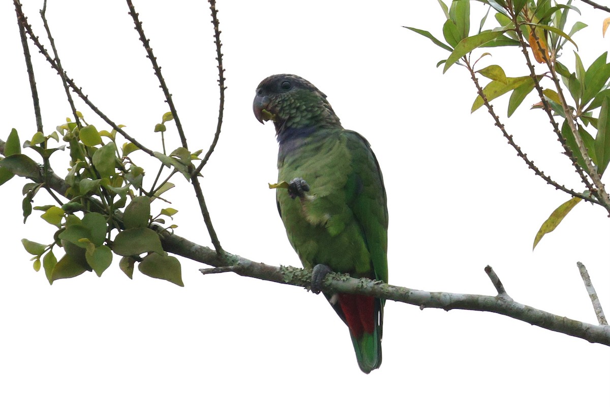 Scaly-headed Parrot - Miguel Podas