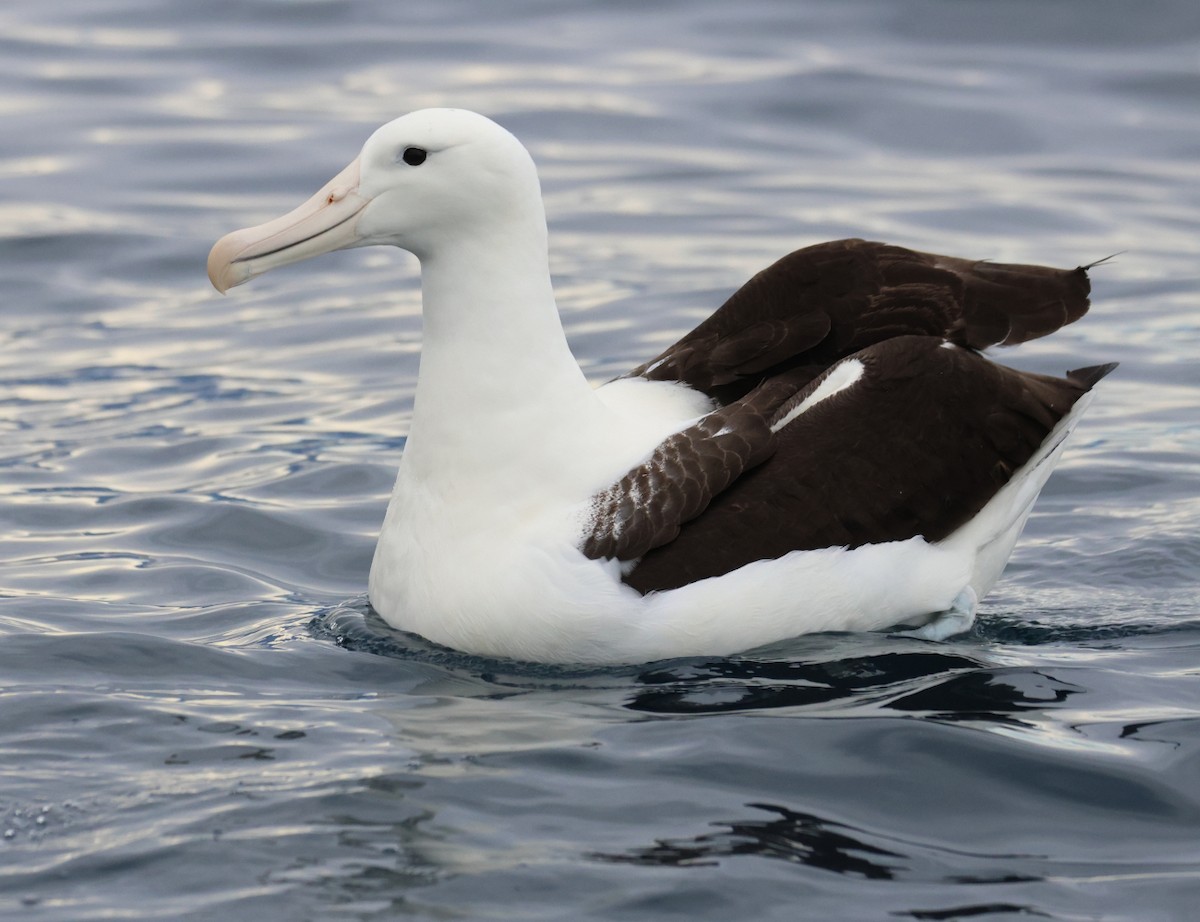 Northern Royal Albatross - Leith Woodall