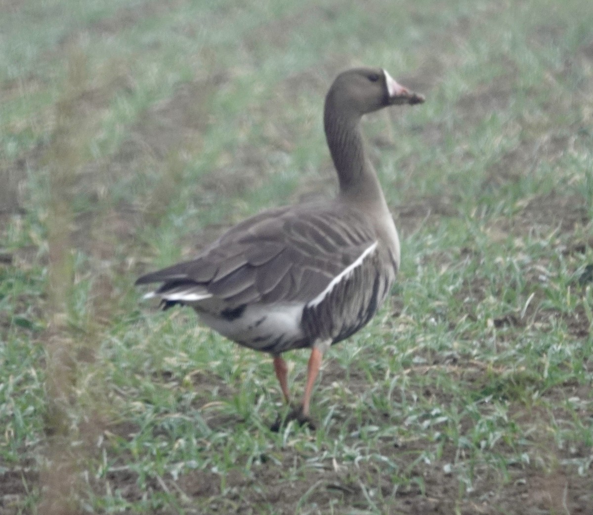 Greater White-fronted Goose - ML617447537