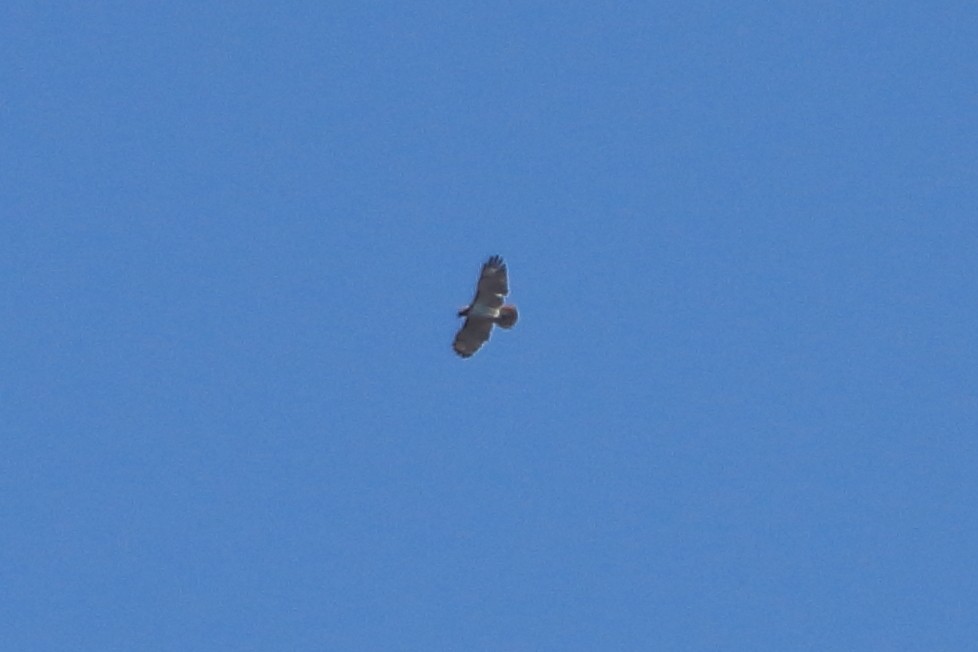 Red-tailed Hawk (borealis) - ML617447579
