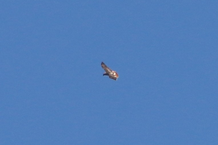 Red-tailed Hawk (borealis) - ML617447584