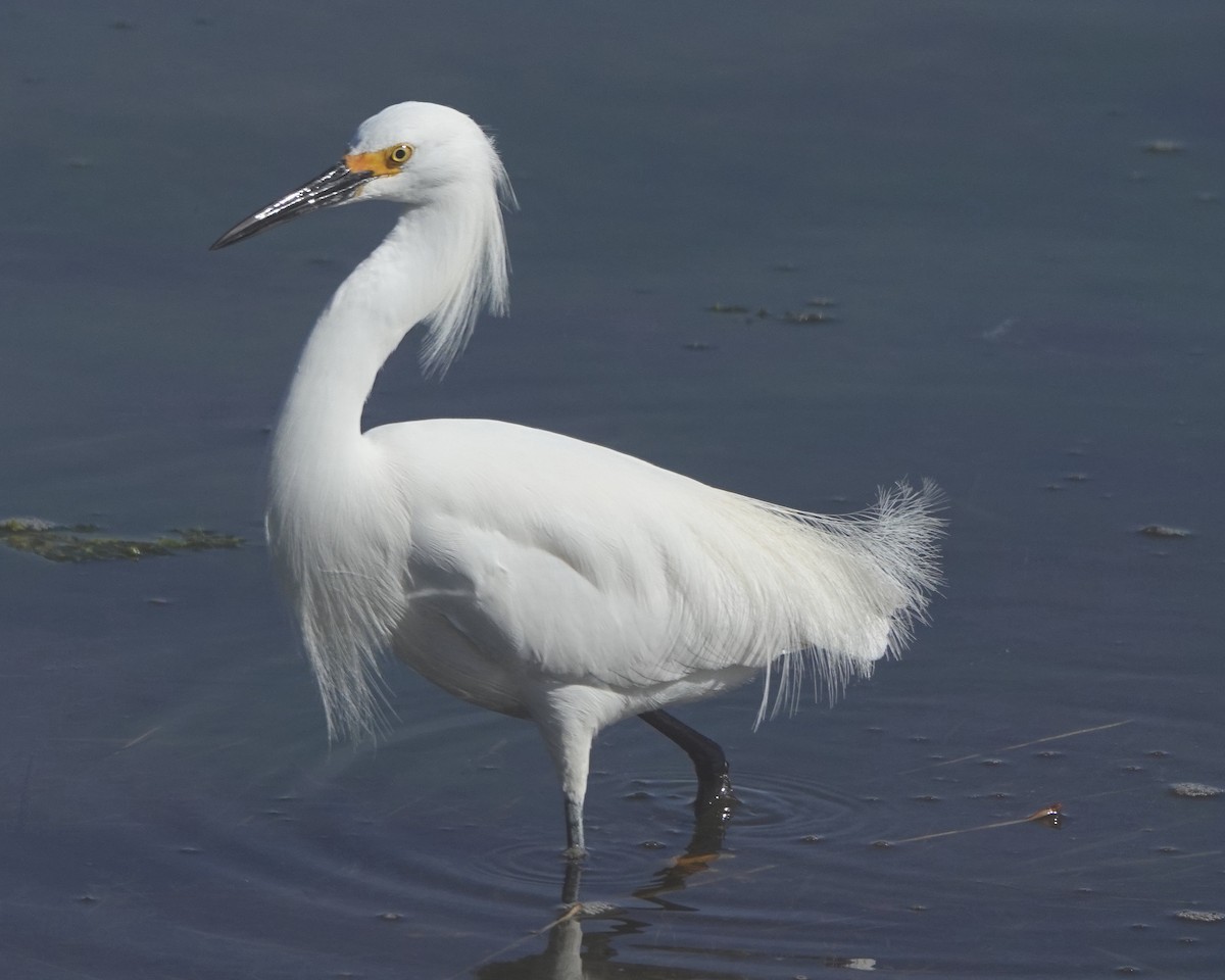 Snowy Egret - B Maguire