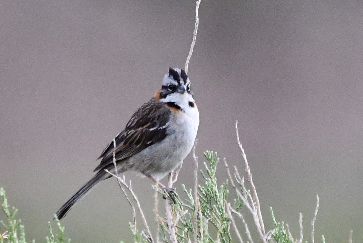 Rufous-collared Sparrow - Juan Francisco Arrachea